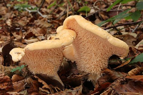 North American Edible Mushrooms All Mushroom Info