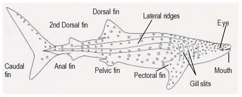 Anatomy Of Whale Sharks Dasha Exhibition