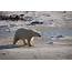 Polar Bears Still On Thin Ice But Cutting Greenhouse Gases Now Can 