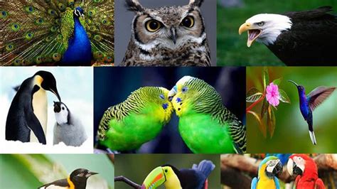 Grandes Transiciones El Origen Y Evolución De Las Aves Pajareando Ando