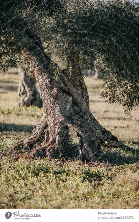 Old Olive Tree Trunk A Royalty Free Stock Photo From Photocase