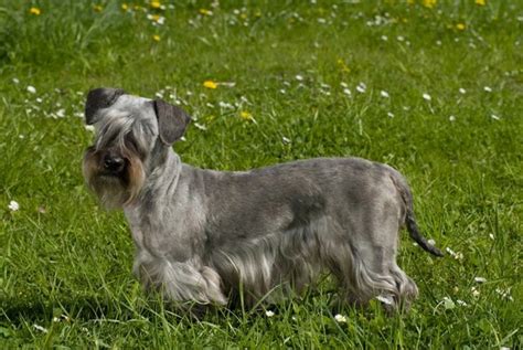 Cesky Terrier Dogs Breed Facts Information And Advice Pets4homes