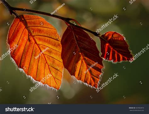 Copper Beech Leaves In Spring Stock Photo 507063973 Shutterstock