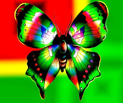 Colorful Butterflies Colorful Butterfly Abstract Design Butterflies