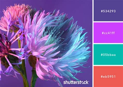 Purple Color Schemes Design Applications Meaning And More Purple