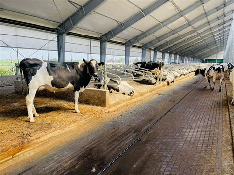 Top 177 Dairy Farm Animal Welfare