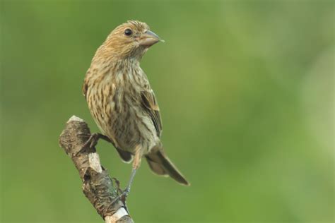 What color is a yellow finch in the winter? House Finch | Show Me Progress