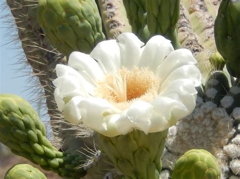 Every year about 2 million people head to cactus league stadiums for spring training in arizona. Saguaro National Park FAQs - Discover Marana, AZ