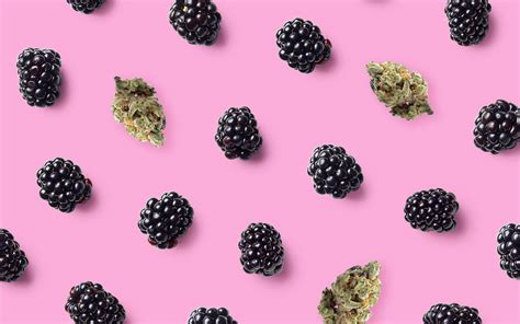 Stoney and relaxing, the defining factor of this flower is a spacey euphoric vibe. Blueberry Cheesecake Cannabis Strain Information — Leafly