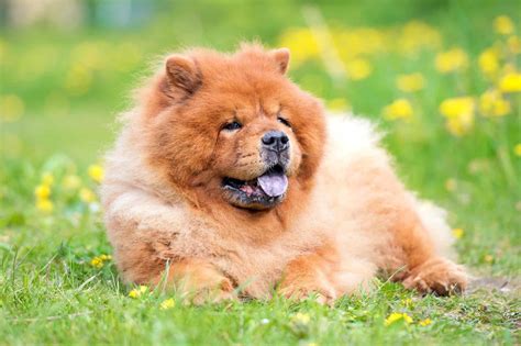 Why Do Chow Chows Have Blue Tongues Info Facts And Pictures