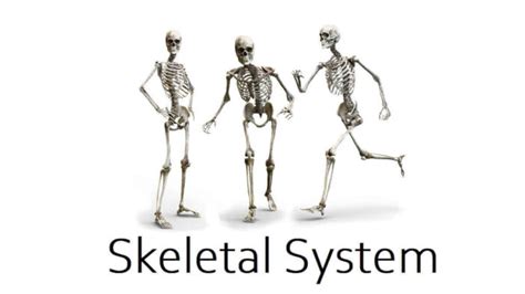 Skeletal System Definition 4 Functions Disorders And Health Tips 2024