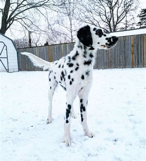 Long Haired Dalmatian Info Facts Genetics Pictures And Faqs