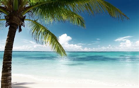 Обои песок море пляж солнце пальмы берег остров Summer Beach