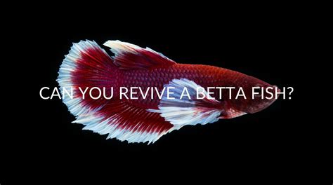 How To Revive A Lethargic Betta Fish A Complete Guide Aquariuman
