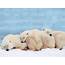 Photo Trick 100 Polar Bear Funny Pics