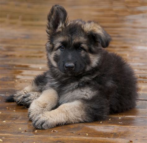 Gray Shiloh Shepherd Puppies For Sale Shiloh Shepherd Puppies For