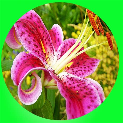 The flower is named after a botanist, anders dahl. Amazon.com: Most Beautiful Flowers In The World: Appstore ...