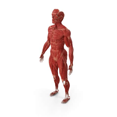 Male Muscular System Full Body Png Images And Psds For Download