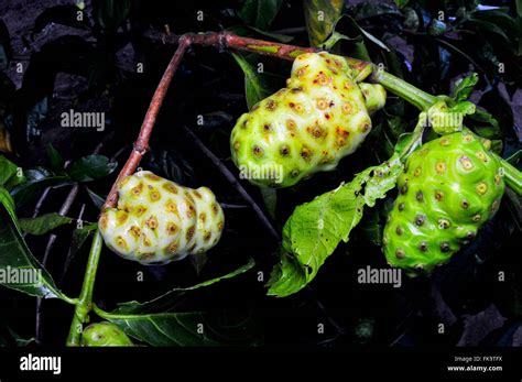 Detail Of Small Fruit Tree Called Noni Morinda Citrifolia Stock Photo