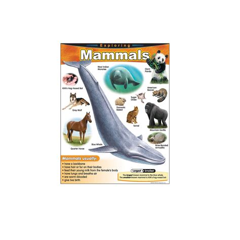Exploring Mammals Learning Chart Play School Room Cc