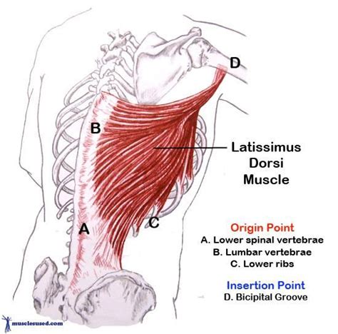 Pin By Musculos Cuerpo Humano On Musculos Del Cuerpo Latissimus Dorsi Medical Anatomy Muscle