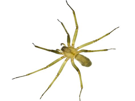 This content is imported from instagram. Brown Recluse Spiders Control - Information, Bites, & More
