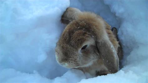 What do rabbits do in the snow? Rabbits playing in the snow! - YouTube