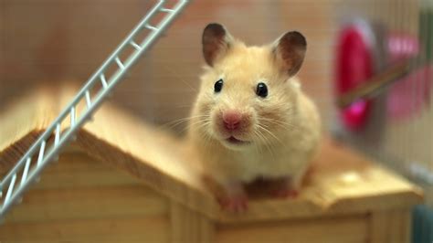 Hamster Care Guide Ruxley Manor