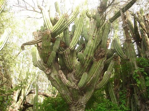 Big savings on hotels in baja california sur, mx. Turismo Alternativo en Baja California Sur: La Paz