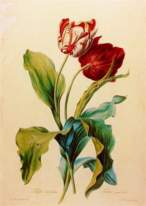 Pin By Joanne Yu On Botanical Insect Prints Botanical Illustration