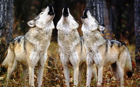 At your doorstep faster than ever. Wallpaper of three howling wolves | HD Animals Wallpapers