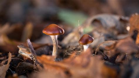 Psychedelic Magic Mushroom Compound Psilocybin Performs At Least As
