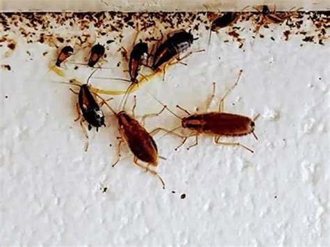 Cockroach Management Swat Pest Control