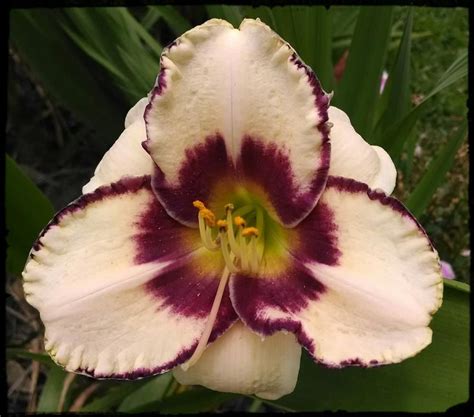 Data specific to daylilies (edit). Daylily (Hemerocallis 'Blueberry Sundae') in the Daylilies ...
