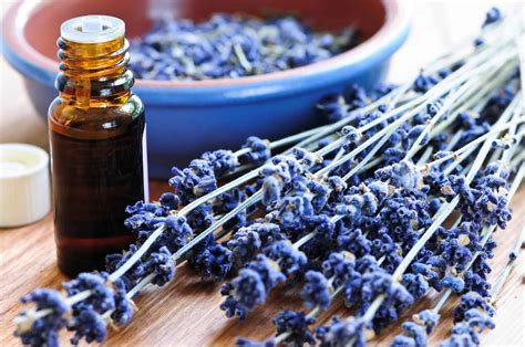5 Uses For Pure Lavender Essential Oil Natural Working Moms