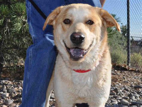 Peruse wonder dog rescue, san francisco animal care and control, or. Pets for Adoption: Albuquerque Animal Welfare Department ...