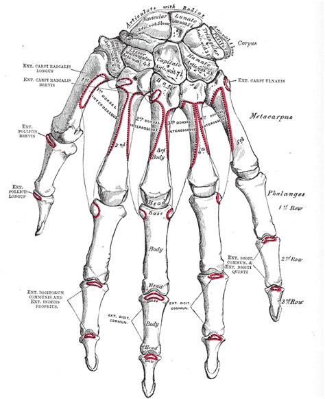 Anatomy Of Left Hand And Wrist