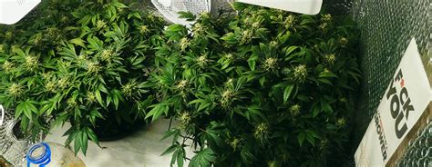 You can buy several types of grow light from the market among them led grow lights are best. How Many Marijuana Plants To Grow Per Square Meter - RQS Blog