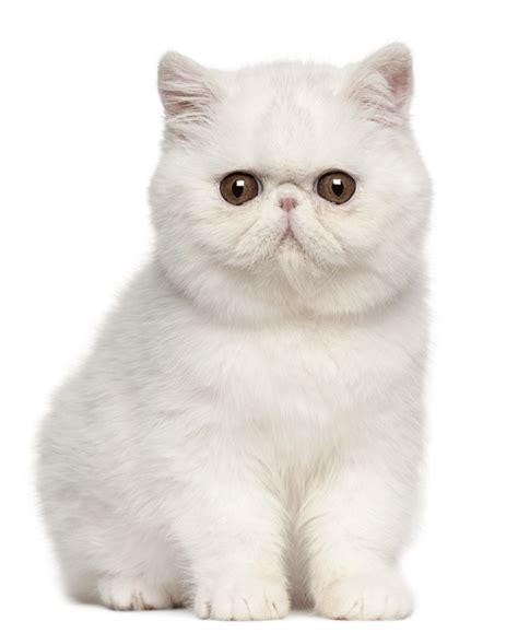 Thinking about adopting a cat? Exotic Shorthair Breeders Australia | Exotic Shorthair ...