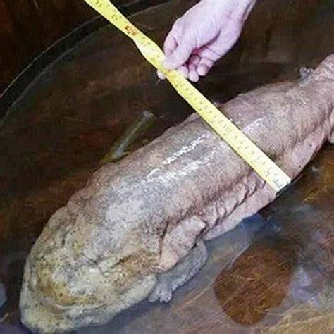 Uncovering The Mystery Of Chinas Four Legged Fish A Rare And