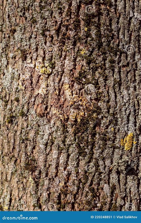 Tree Bark Texture Poplar Seamless Tileable Texture Stock Image