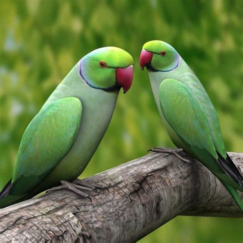 Aviculture Hub Aviculturehub Twitter Green Parrot Bird Parrot