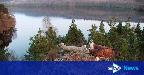 Osprey Pair Reunite As Female Returns To Nest For Third Season At Wildlife Reserve In Perthshire