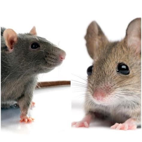 differences between rats and mice