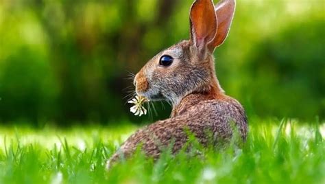 Top 18 Types Of Rabbit Breeds In The World Animal Species