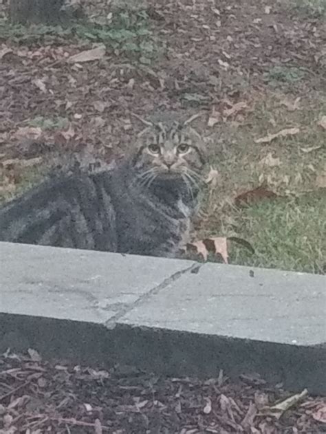 Check spelling or type a new query. How to Tame a Feral Cat: 14 Steps (with Pictures) - wikiHow