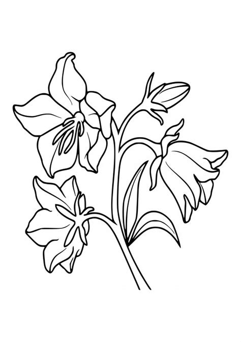 Coloreaza cele mai frumoase flori pentru coronita. Desene cu Flori Clopotei de colorat, imagini și planșe de ...