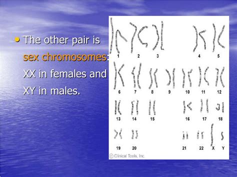 Ppt Chromosome Structure And Classification Powerpoint Hot Sex Picture