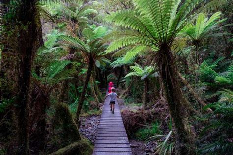 The Magic Of The Reflection Lake Matheson Walk West Coast Nz