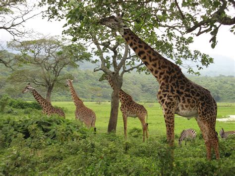 Solitary Dog Sculptor I Animals Animales Giraffe Jirafa Part 4
